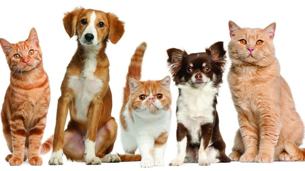 Adopciones